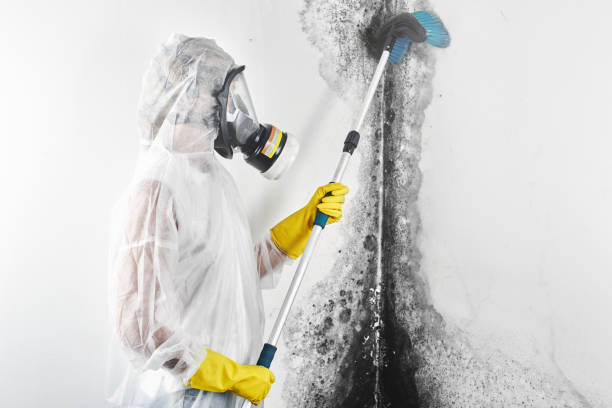 Mold Odor Removal Services in Warm Springs, OR